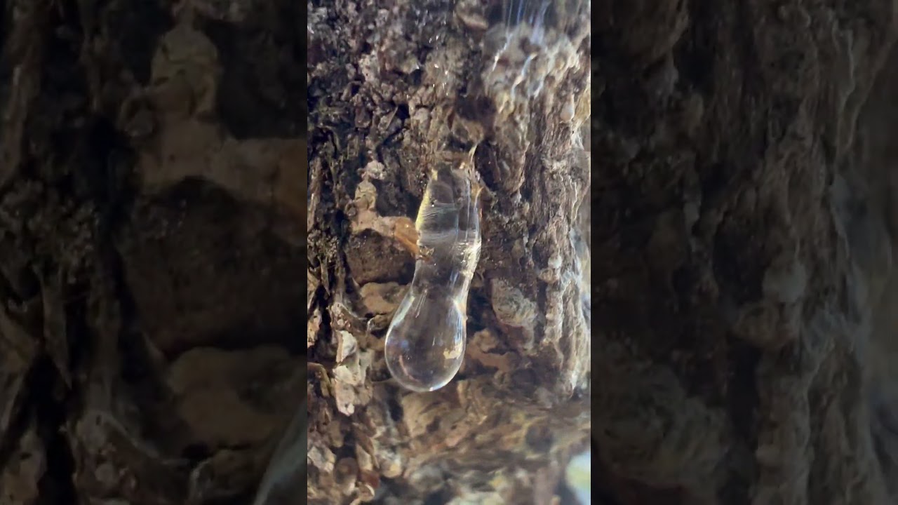 뱀 🐍 방울 snake bell