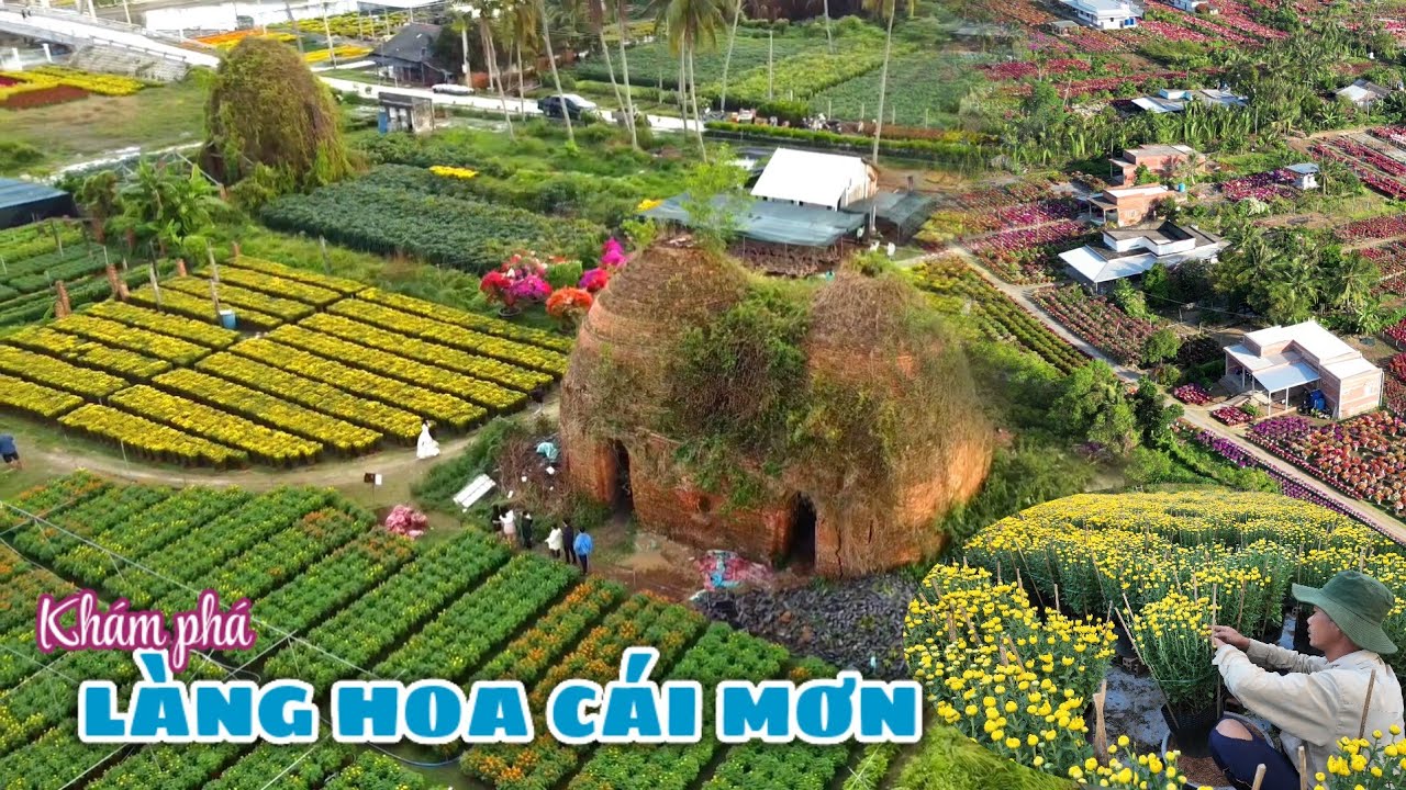 Nông dân làng hoa Cái Mơn (Bến Tre) thấp thỏm trông chờ thương lái đến mua hoa Tết