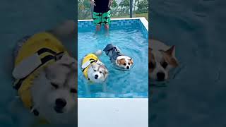 देखो क्या हुआ ज़ब dog का हुआ water टेस्ट 🙄 #mopdog #shorts l