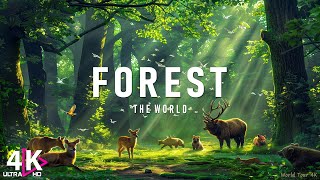FLYING OVER FOREST (4K UHD)  Relaxing Music Along With Beautiful Nature Videos  4K Video Ultra HD