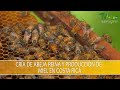 Cría de Abeja Reina y Produccion de Miel en Costa Rica - TvAgro por Juan Gonzalo Angel Restrepo