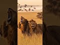 Three Lions One Kingdom🦁🔥 #nature #shorts #wildlife