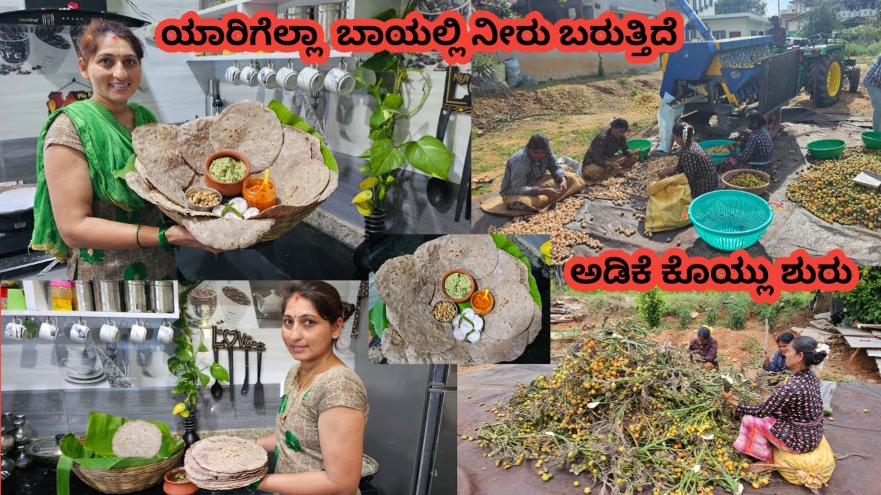 ಅಡಿಕೆ ಕೊಯ್ಲು ಶುರು🫰 ರೊಟ್ಟಿ ಚಟ್ನಿ ಬಾಯಲ್ಲಿ ನೀರೂರಿಸುತ್ತೇ