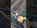 platio de pimentão supremo f2