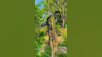 Monkey with black cobra🐍 #naagjogi #kingcobra #shortfeed #shortvideo #shortsvideo