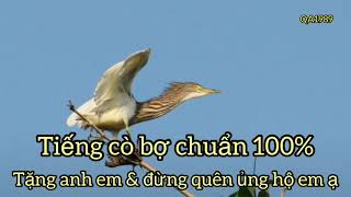 QA1989 || tiếng cò bợ gọi đàn chuẩn không tạp âm tặng anh em đam mê có link mp3 dưới phần mô tả