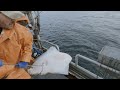 More halibut fishing and offloading  2023 alaska halibut season