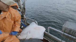 More Halibut Fishing and Offloading - 2023 Alaska Halibut Season