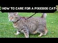 How to care for a Pixiebob cat Updated 2021 || Pixie bob cat kittens の動画、YouTube動画。