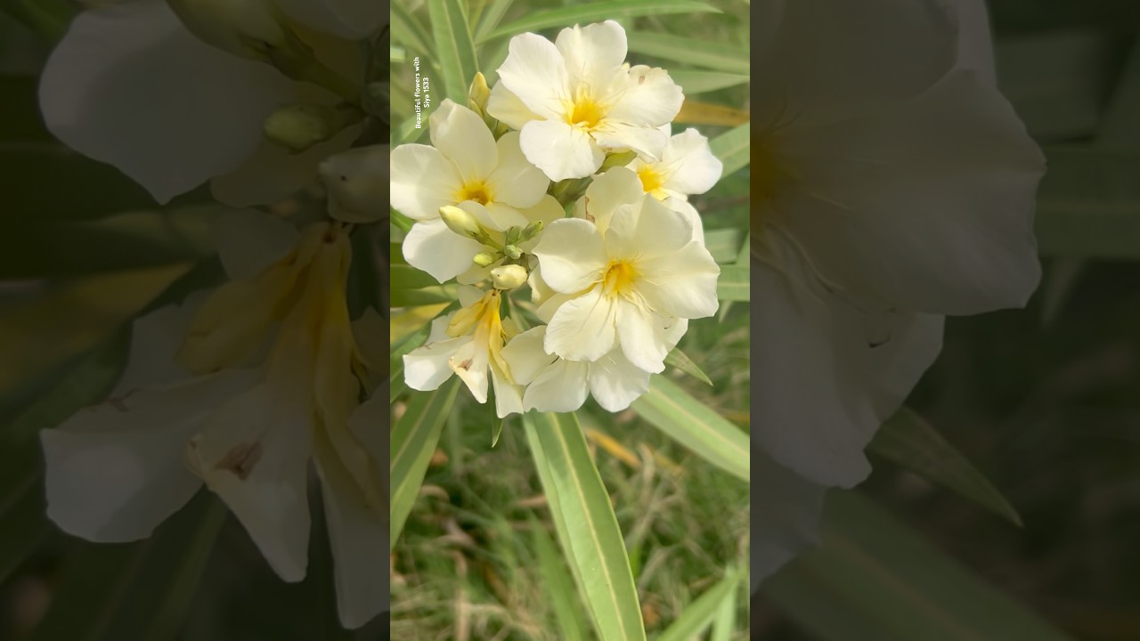 Nerium Flowers Are Gorgeous || Home Gardening | 