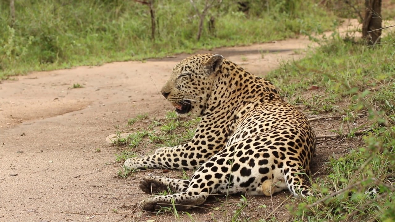 A leopard's call - YouTube