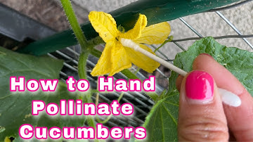 How to Hand Pollinate Cucumbers|Different Ways to Hand Pollinate Cucumbers