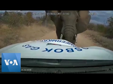 Dash Camera Video Shows Moment Elephant Charges at Pickup Truck.