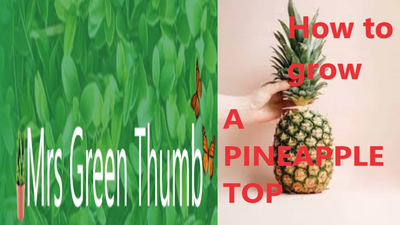 How To Grow Pineapple Plants At Home - Growing Pineapple From a Cutting - YouTube
