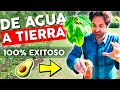 🥑❤ COMO TRANSPLANTAR AGUACATE Y QUE NO SE MUERA