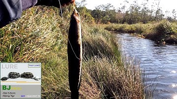 Câu ở góc mương lên một cặp cá lóc quá