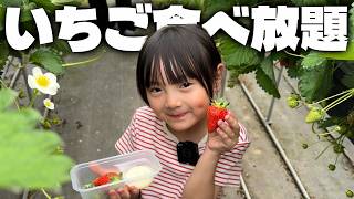 いちご食べ放題！張り切っていちご狩りに臨むも満腹になってしまう家族【のんびり家族散歩】