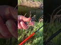 #freshwaterfish releasing fish