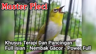 Master PLECI full isian ~ Masteran malam hari ~ Terapi Pancingan PLECI Full gacor isian