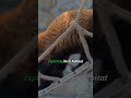 Adorable Red Panda Moments You Can't Miss!
