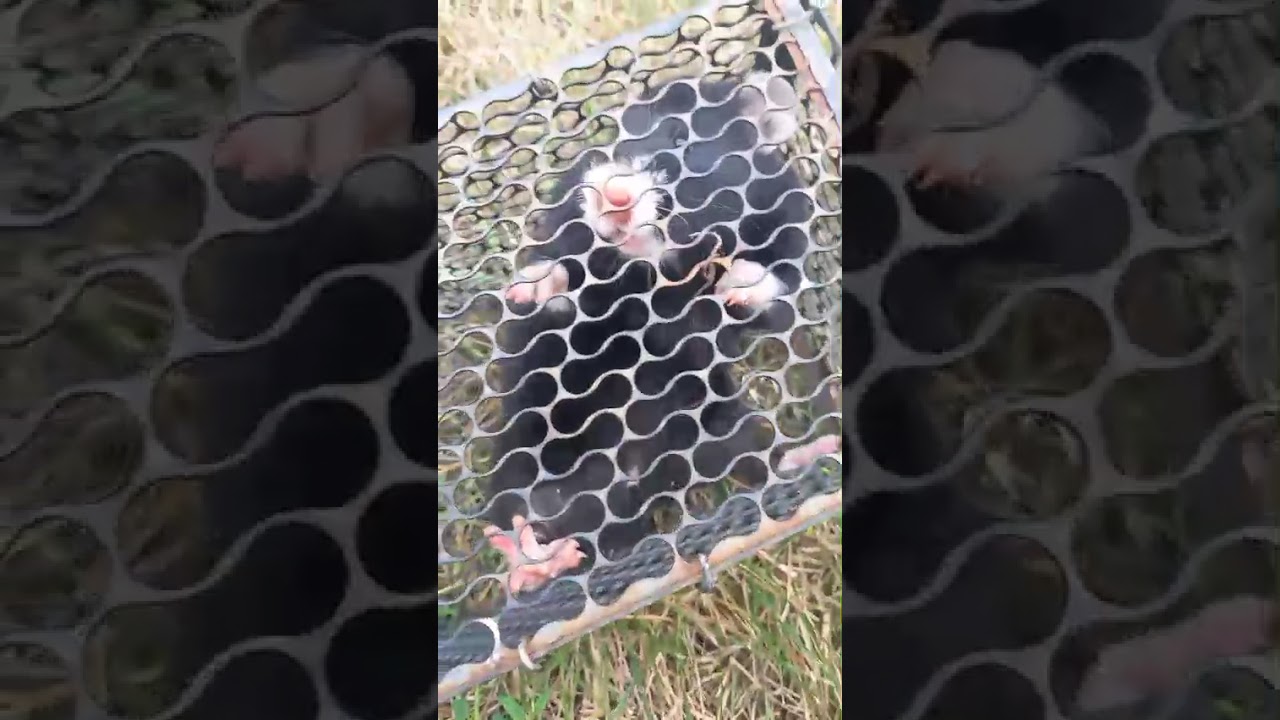 Добрый хомяк Карбыш (12.08.2025)