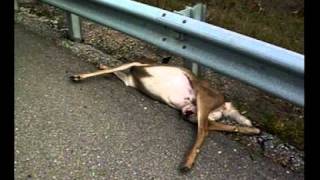 What to do if you hit a deer
