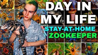 A Day in the Life of a Stay-At-Home Zookeeper by Tomas Pasie 5,874 views 4 years ago 14 minutes, 41 seconds