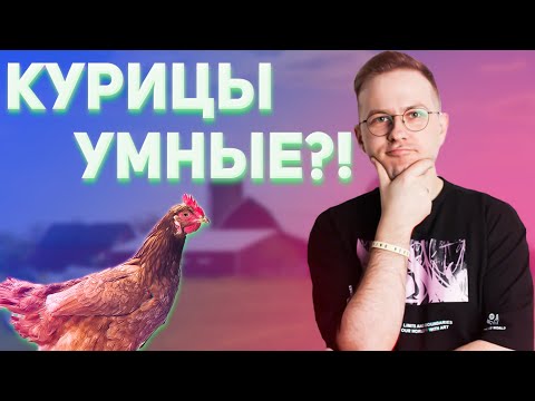 Насколько умны куры и петухи? Факты про умственные возможности этих птиц. Птицы, умные куры.