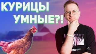 Насколько умны куры и петухи? Факты про умственные возможности этих птиц. Птицы, умные куры.