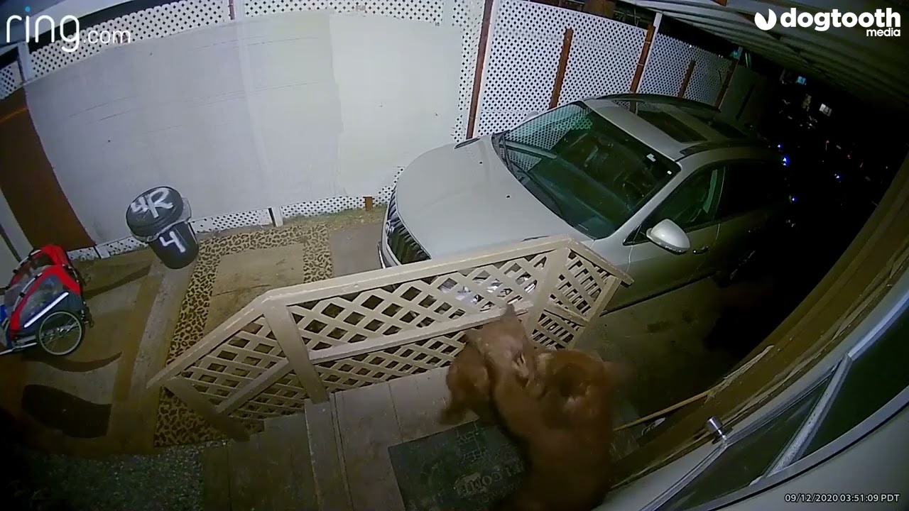 Bear Cubs Fight on Family's Doorstep || Kennedy News