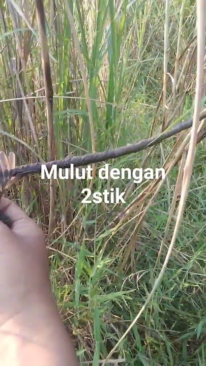 mikat burung Cici kaso