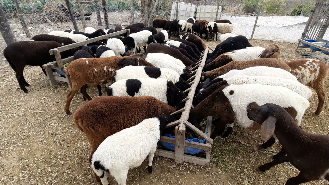 engordar de borregos/ como fazer última alimentação para os animais