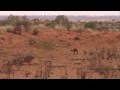 Australian Feral Camel Management Project 2013