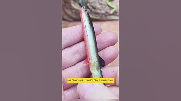 Mồi câu chuyên lure cá chạch nhiều khớp #cauca #fishing
