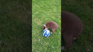 Pup ready for world cup