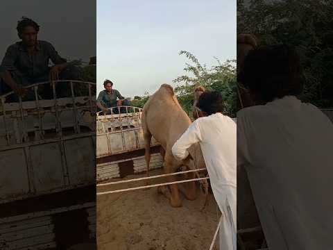 لحظة فريدة جمل فوق العربة 