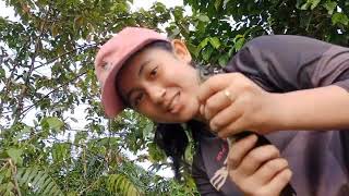 Spot Baru Casting Gabus || Lady Angler Cantik