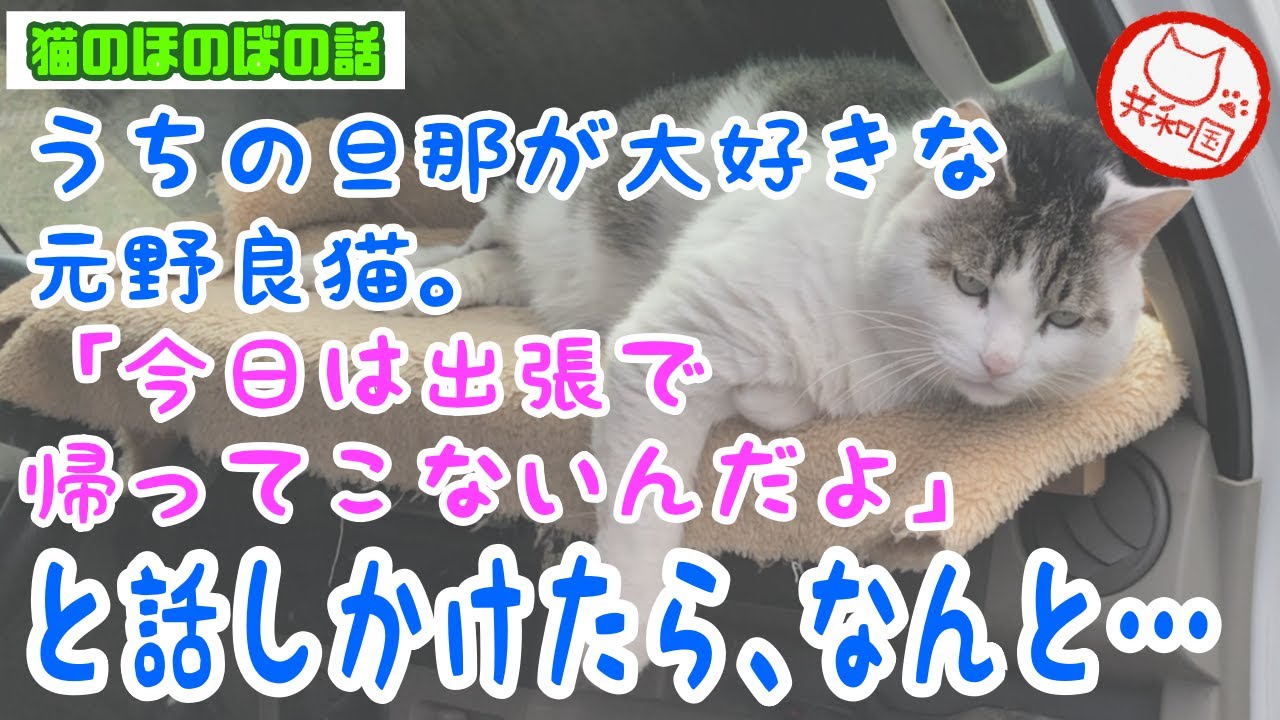 猫のほのぼの話 うちの旦那のことが大好きな元野良猫 今日は帰ってこないんだよ と話しかけたところ なんと Youtube 猫のほのぼの話 うちの旦那のことが大好きな元野良猫 今日は帰ってこないんだよ と話しかけたところ なんと Youtube