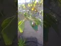 paltas