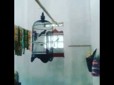 koloni burung cucak jenggot