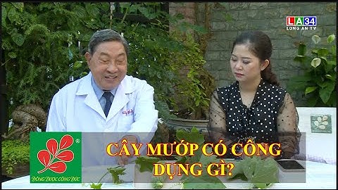 CÔNG DỤNG TUYỆT VỜI TỪ CÂY MƯỚP - Lương Y Nguyễn Công Đức