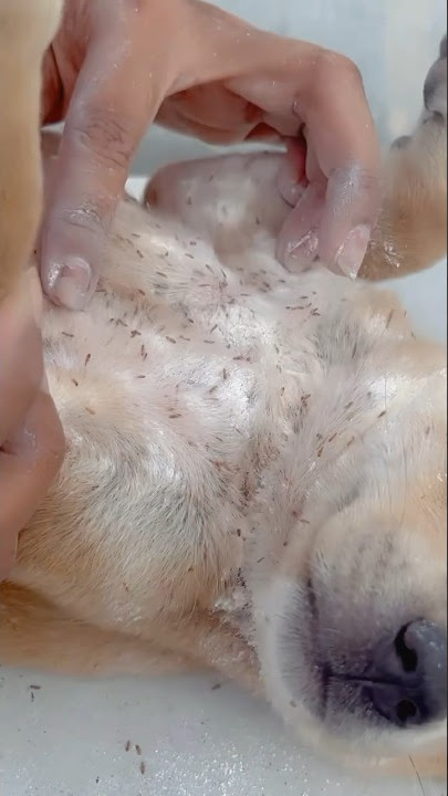 Fleas and lice solution ❤️ #dog #adoptdontshop #cute #rescuepuppy #youtubeshorts #animal #rescuepup