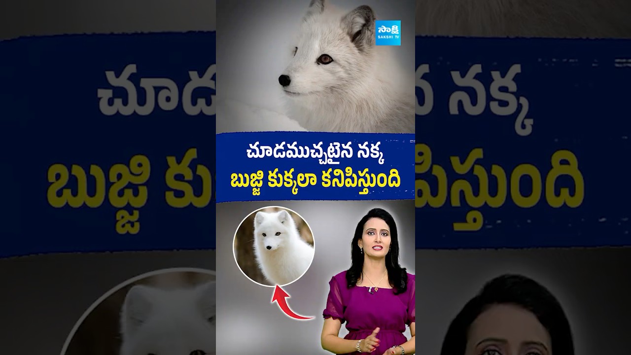 ❄️ -70&deg;C లో బ్రతికే నక్క రహస్యాలు! Arctic Fox Facts in Telugu #arcticfox #telugufacts #sakshiet