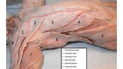 cat chest and arm muscles - Lepore
