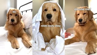 Lazy Dog Won't Get Out of Bed | Compilation