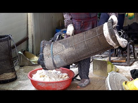 Amazing Popcorn Cannon Machine / Explosive Korean Traditional Popcorn