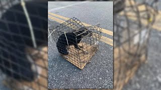 What are the laws for animal abandonment in Macon-Bibb County?