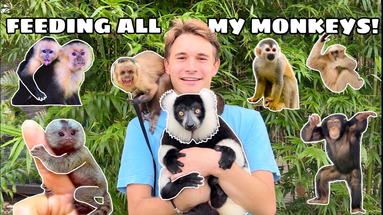 FEEDING ALL MY MONKEYS !