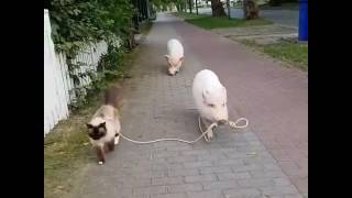 Pig walking a cat