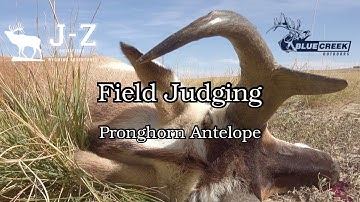 Field Judging Pronghorn Antelope